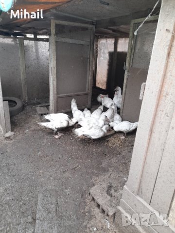 Продавам неми патици, снимка 2 - Патици и гъски - 42835657