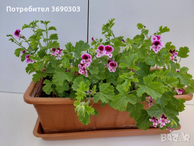 Лимоново мушкато каскадно в сандъче, 12 евро за сандъче