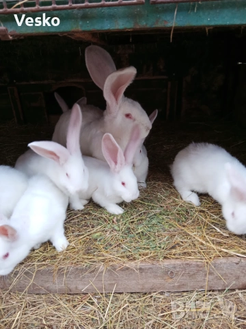 Зайци бели великани Свободни женски , снимка 2 - Други животни - 53297017