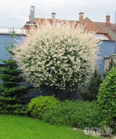 Японска върба , снимка 6 - Градински цветя и растения - 53878338