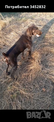 Курцхаар за трюфели , снимка 1