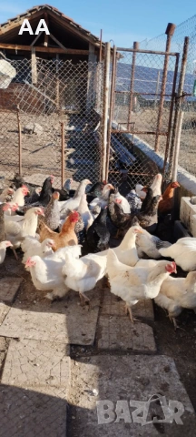 млади ярки, снимка 3 - Кокошки и пуйки - 53106385