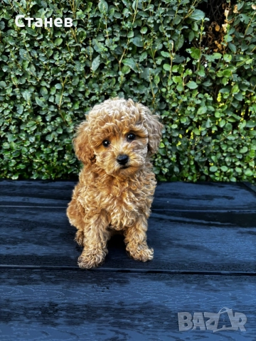 Мини пудели / Mini Poodles, снимка 2 - Пудели - 56439896