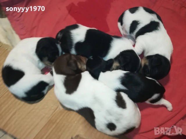 ПРОДАВАМЕ КУТРЕТА-ДЖАК РЪСЕЛ 250ЛВ ЗА 1БР 0209251838, снимка 7 - Джак ръсел териер - 51583363