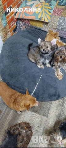 Продавам Йоркширски териер , снимка 7 - Йоркширски териер - 53051709