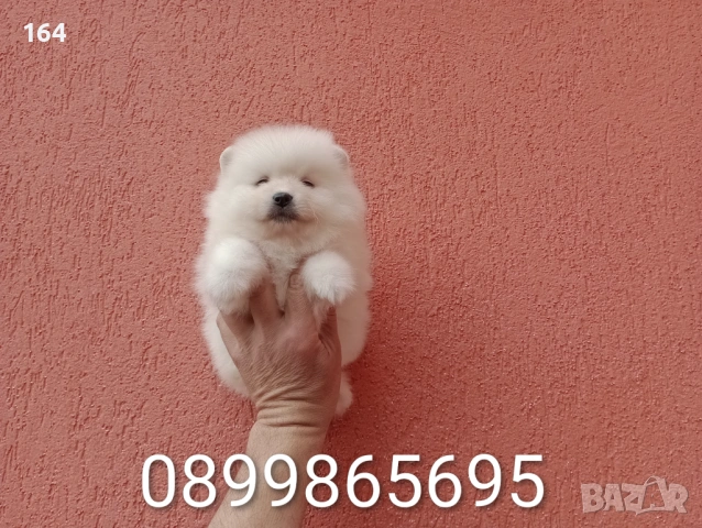 Померани. Реални снимки от 29.03.26 г., снимка 4 - Померан - 54012750