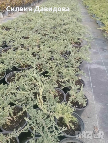 Юниперус , снимка 5 - Градински цветя и растения - 52770817
