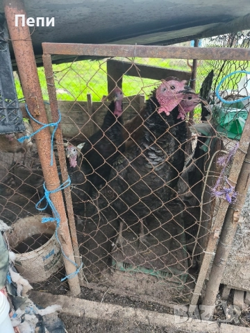 Продавам два черни селски пуяка