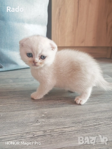 Клепоухи сребърни чинчили, снимка 4 - Британска късокосместа - 54220656