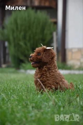 Той пудел Toy poodle, снимка 16 - Пудели - 55006000