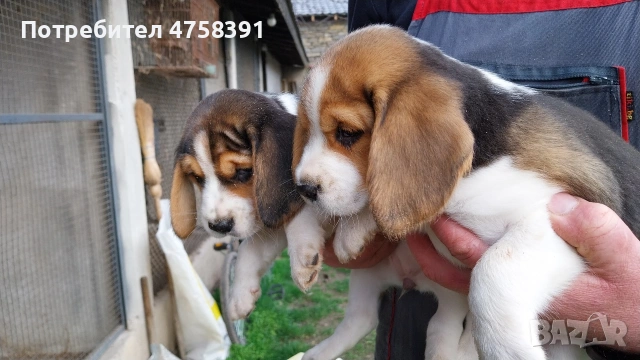 Бигъл Бигълчета , снимка 3 - Бигъл - 53751004