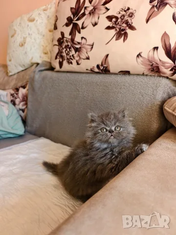 Персийски котенца, снимка 3 - Персийска - 56360279
