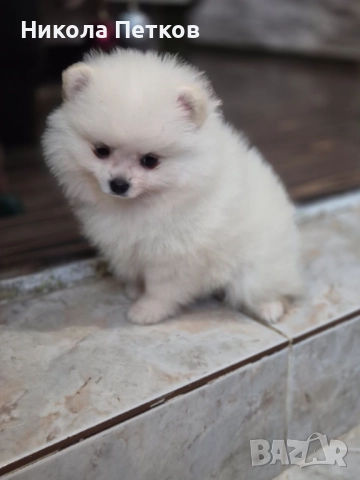 Померан , снимка 2 - Померан - 52790471