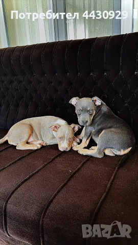 American Bully XL