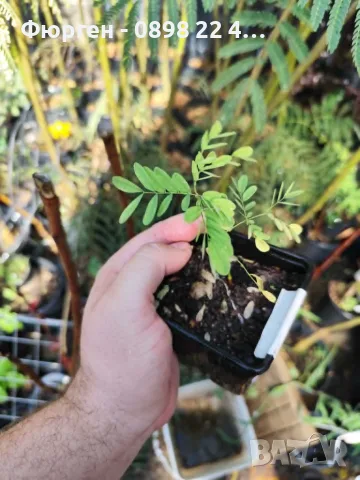 Цезалпиния пулхерима – Caesalpinia pulcherrima, снимка 6 - Разсади - 55863674
