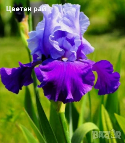 Ризоми на ириси микс цвят на късмет от показаните , снимка 3 - Градински цветя и растения - 51088604