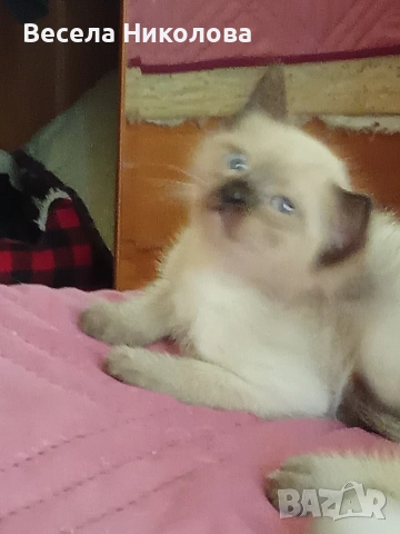 Мъжко сиамско коте , снимка 2 - Сиамска - 54191599