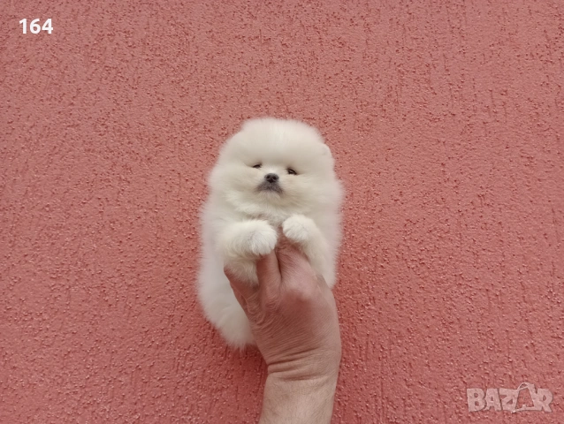 Чисто бели мини Померани. Реални снимки !!! , снимка 6 - Померан - 53895518