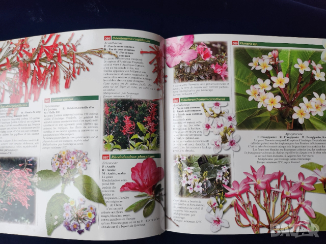 Тропически растения и плодове на островите Реюнион и Мавриций - на френски и англ., описани 212 вида, снимка 8 - Енциклопедии, справочници - 52576012