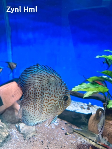 Риби Дискуси – група от 6бр.,здрави и красиви!, снимка 4 - Рибки - 52391837