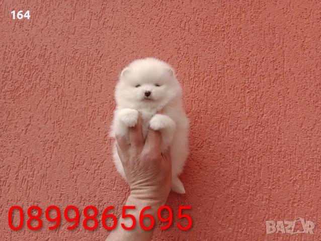 Померани. Реални снимки от 29.03.26 г. , снимка 8 - Померан - 53980464