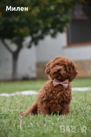 Той пудел Toy poodle, снимка 6 - Пудели - 55006000