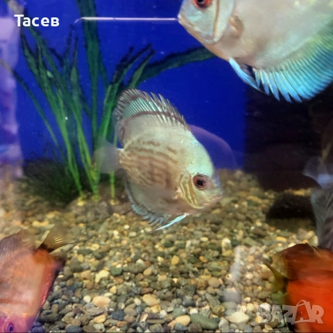 Дискуси 6-7см, снимка 3 - Рибки - 53232982