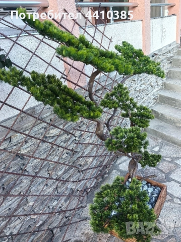 ръчно изработен бонсай Японски стил(уникат) , снимка 2 - Декорация за дома - 52833000