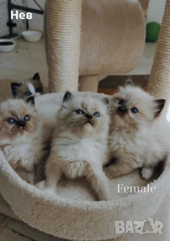 Ragdoll рагдол/регдол  котe / котета, снимка 9 - Други - 51000590