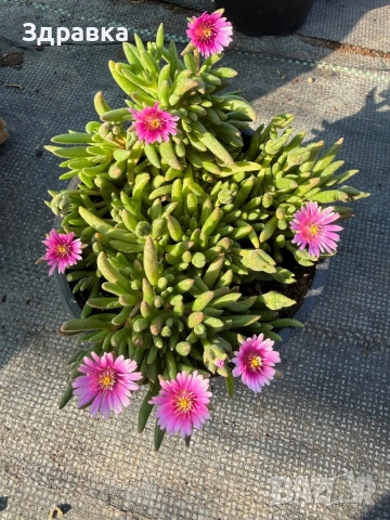 Делосперма 9 цвята , снимка 2 - Градински цветя и растения - 50675838