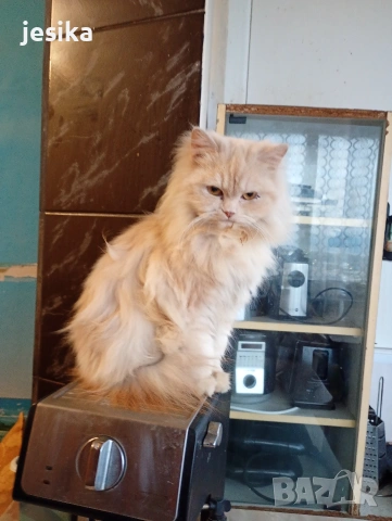 Женска персийска на 6 месеца . Родителите са на последните снимки.