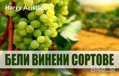 Лози и овощни дръвчета, снимка 6 - Разсади - 47966079