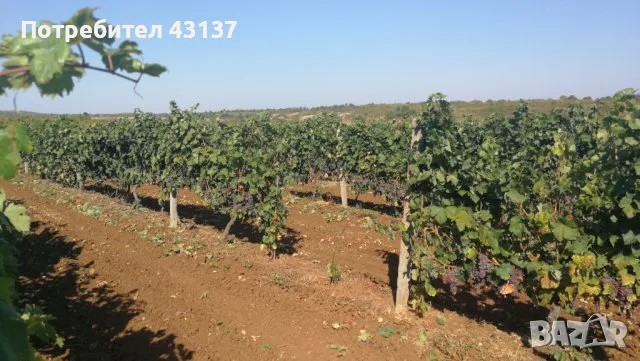 ПРОДАВАМ ГРОЗДЕ В ГР.ТОПОЛОВГРАД сортове Памид, Мерло, Каберне Совиньон, Ркацители, снимка 3 - Други - 55873307