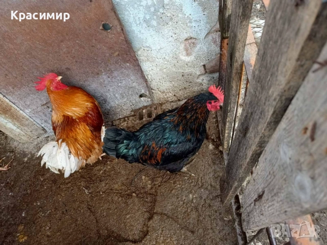 Продавам кокошки, петли породисти, неми патици., снимка 7 - Патици и гъски - 48682860