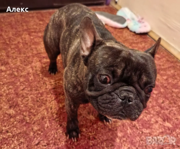 Френски булдог на 3 години, снимка 6 - Други - 54364241