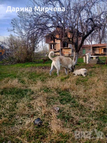 Турски Кангал , снимка 9 - Кангал - 52839191