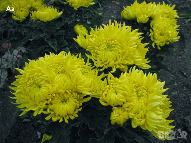 Продавам хризантеми – корени със стъбло за есенно засаждане, снимка 6 - Разсади - 52242527