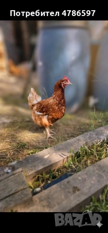 Отлични червени птици Ломан Браун на 12 месеца