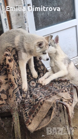 продавам Сибирски Хъскита и Аляски маламут на 3 месеца 