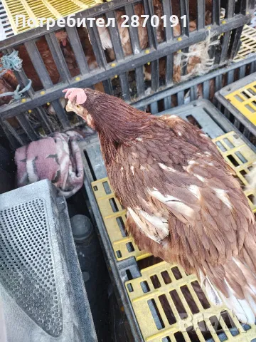 Кокошки и пилета , снимка 2 - други­ - 49438234