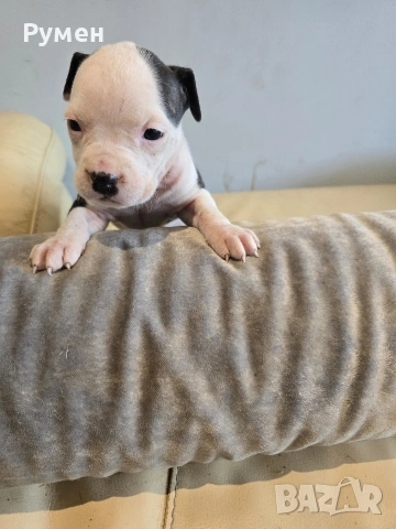 Американски стафордшир териер , снимка 11 - Американски стафордширски териер - 53970216