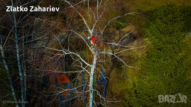 Рязане,оформяне,укрепване на опасни дървета , снимка 6 - Други услуги - 39864280