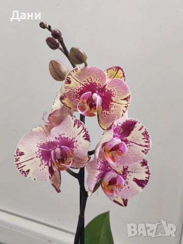 Орхидеи Фаленопсис, снимка 2 - Стайни растения - 54008191