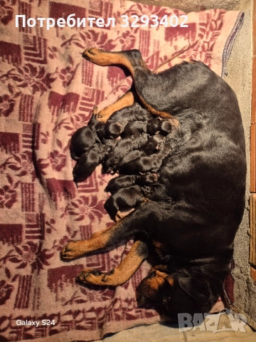 ротвайлер, снимка 4 - Ротвайлер - 52488394