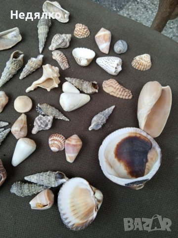 Колекция 45бр рапани и миди, снимка 6 - Колекции - 37179955