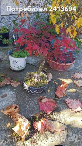 бонсай японски клен bonsai Acer palmatum , снимка 9 - Градински цветя и растения - 54180116