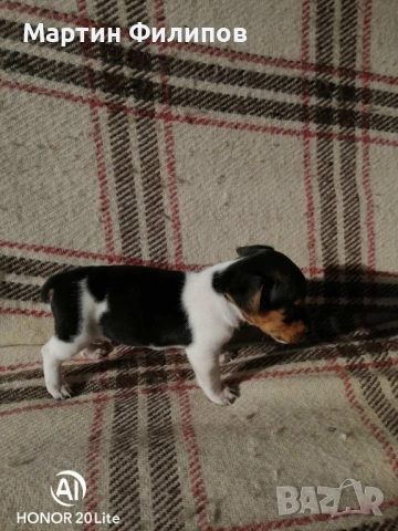 Продавам малки джак ръсел териери , снимка 2 - Джак ръсел териер - 52322833