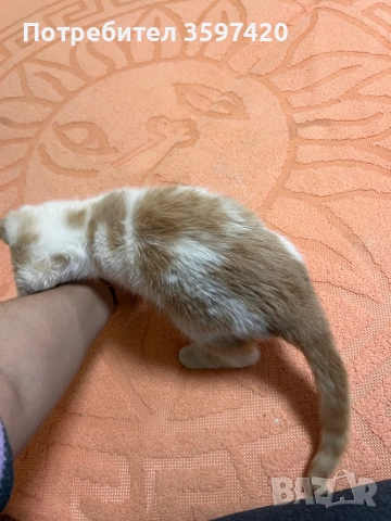 Подарява се мъжко котенце, снимка 3 - Други - 53936782