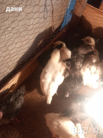 пилета , снимка 2 - Кокошки и пуйки - 53211817