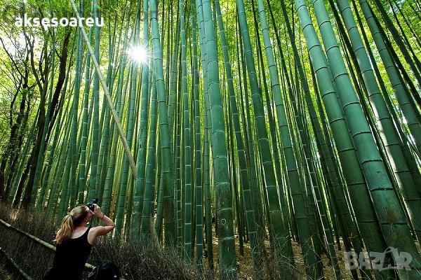 Висококачествени Семена бамбук Moso Bambo градински сертифицирани декоративни растения за дома и дво, снимка 15 - Градински цветя и растения - 38062874